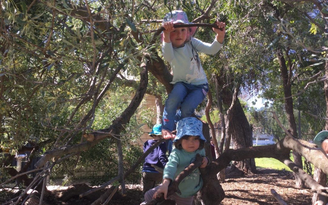 Rockingham Montessori male and female students training their gross motor skills by playing in tree branches